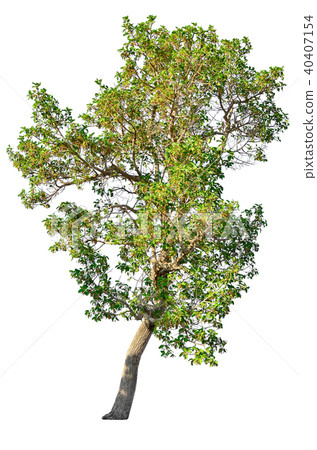 tree isolated on white background. tree isolated on white background. 40407154