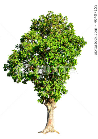 tree isolated on white background. tree isolated on white background. 40407155