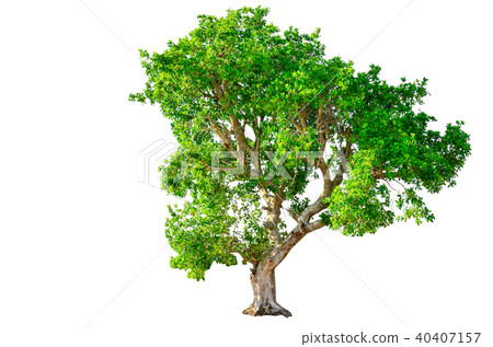 tree isolated on white background. tree isolated on white background. 40407157
