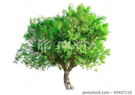 tree isolated on white background. tree isolated on white background. 40407158