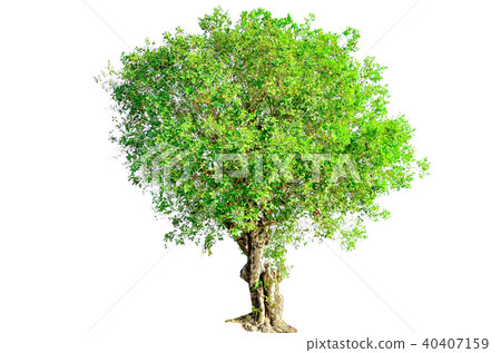 tree isolated on white background. tree isolated on white background. 40407159