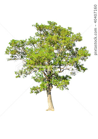 tree isolated on white background. tree isolated on white background. 40407160