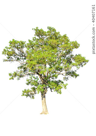 tree isolated on white background. tree isolated on white background. 40407161