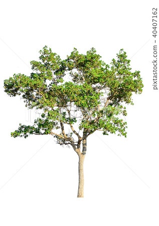 tree isolated on white background. tree isolated on white background. 40407162