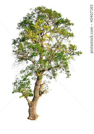 tree isolated on white background. tree isolated on white background. 40407165