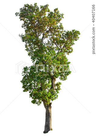 tree isolated on white background. tree isolated on white background. 40407166