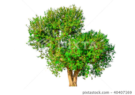 tree isolated on white background. tree isolated on white background. 40407169
