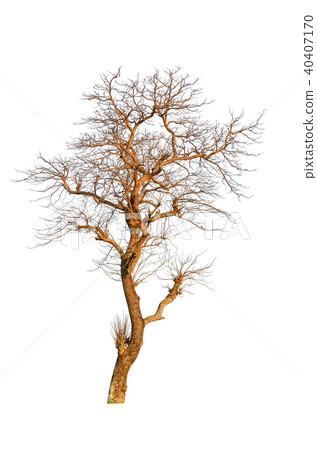 Dead and dry tree is isolated on white background 40407170
