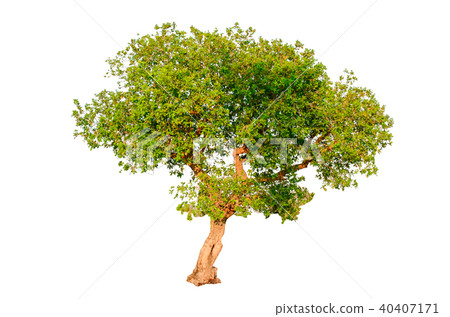 tree isolated on white background. tree isolated on white background. 40407171