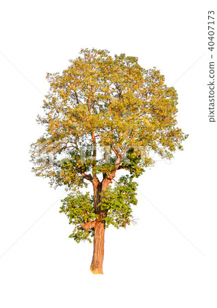 tree isolated on white background. tree isolated on white background. 40407173