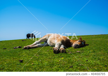 Horse Maten Cliff Horse Maten Cliff 40408705