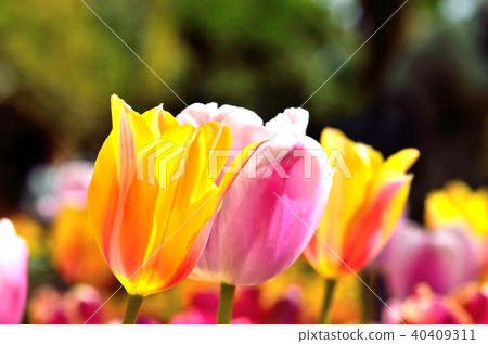 鬱金香 40409311