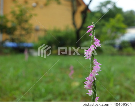 Twisted flower 40409504