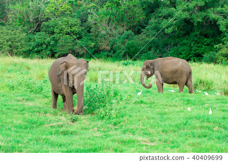 A young elephant right next to an adult one. 40409699