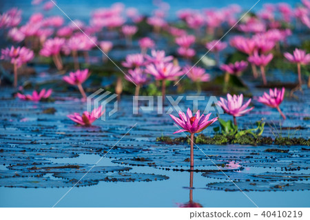 Red Lotus Sea, Udon Thani, Thailand Red Lotus Sea, Udon Thani, Thailand 40410219