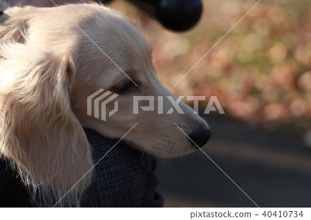 A miniature dachshund puppy taking a break from a walk in an autumn park. Cream dachshund 40410734