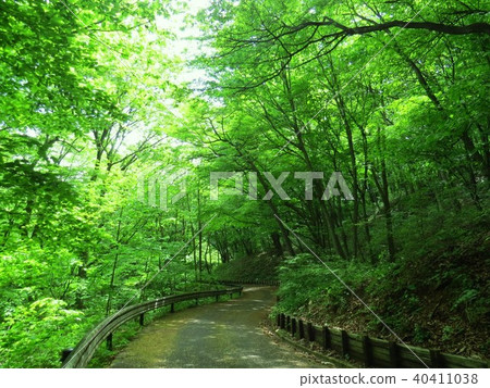 Forest bathing in early summer Forest bathing in early summer 40411038