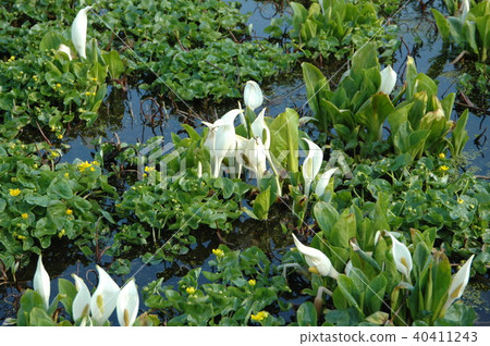 水芭蕉 40411243
