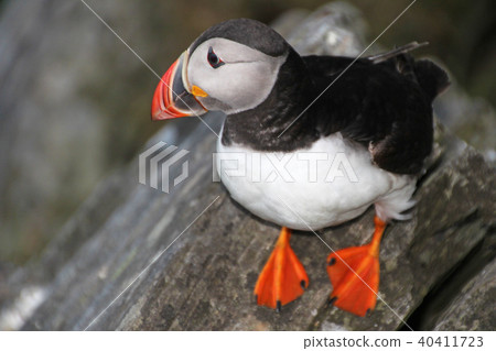 Atlantic Puffin, fratercula arctica, Runde Island, Norway Atlantic Puffin, fratercula arctica, Runde Island, Norway 40411723