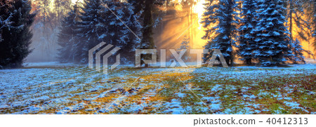 Morning sunrays in winter forest 40412313