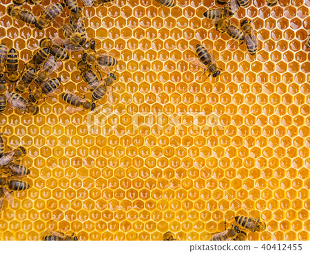 Close up view of the working bees on honey cells 40412455