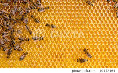 Close up view of the working bees on honey cells 40412464