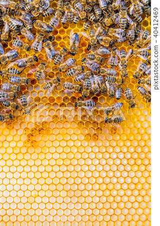 Close up view of the working bees on honey cells Close up view of the working bees on honey cells 40412469