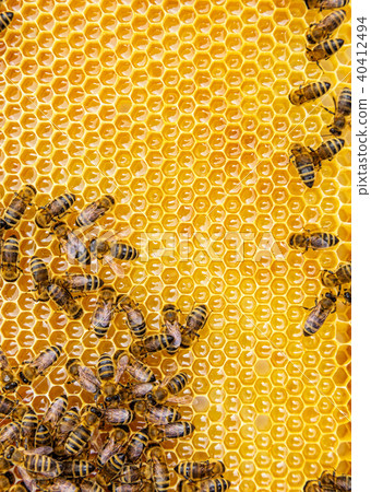 Close up view of the working bees on honey cells Close up view of the working bees on honey cells 40412494