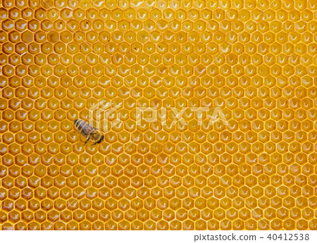 Close up view of the working bees on honey cells 40412538