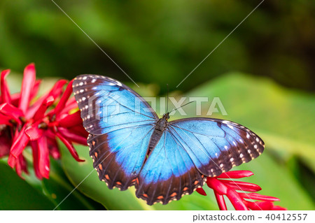 Peleides Blue Morpho on flower blossom 40412557