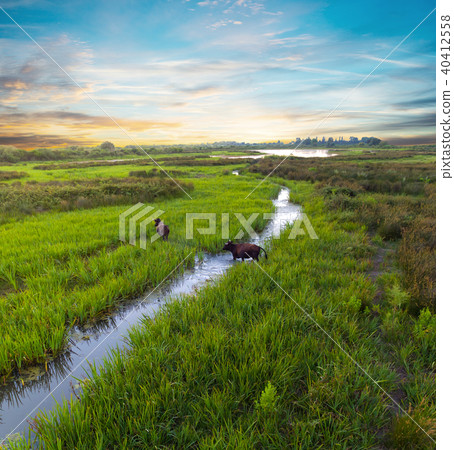 Water buffalos standing on green grass 40412558