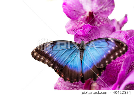 Peleides Blue Morpho on orchid blossom Peleides Blue Morpho on orchid blossom 40412584