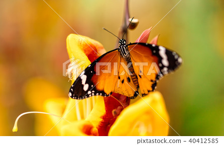 Closeup butterfly on flower blossom Closeup butterfly on flower blossom 40412585