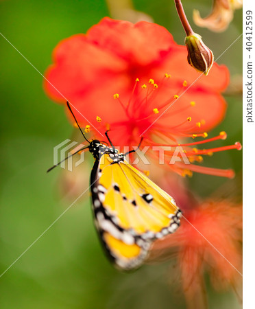 Closeup butterfly on flower blossom Closeup butterfly on flower blossom 40412599