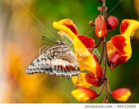 Closeup butterfly on flower blossom Closeup butterfly on flower blossom 40412600