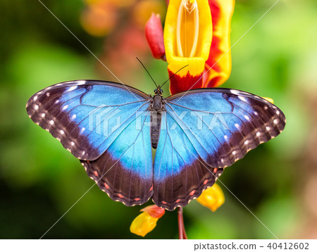 Peleides Blue Morpho on flower blossom Peleides Blue Morpho on flower blossom 40412602