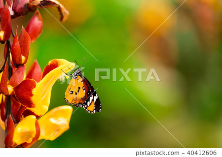Closeup butterfly on flower blossom 40412606