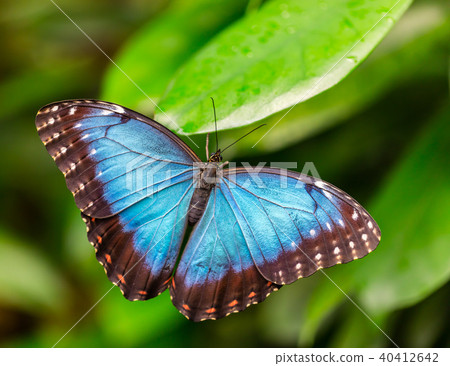 Peleides Blue Morpho on leaf Peleides Blue Morpho on leaf 40412642