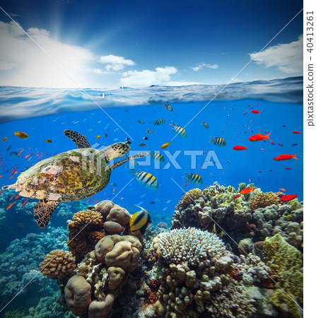 Underwater coral reef with horizon and water surface Underwater coral reef with horizon and water surface 40413261