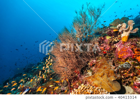 Coral reef with detail of soft corals Coral reef with detail of soft corals 40413314