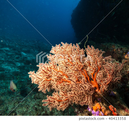 Coral reef with detail of soft corals 40413358
