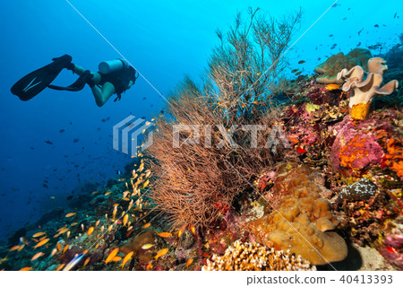 Scuba diver explore a coral reef Scuba diver explore a coral reef 40413393