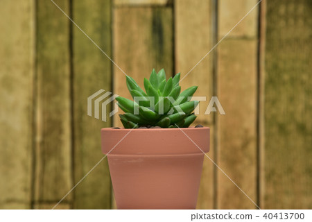 Succulent plants Succulent plants 40413700