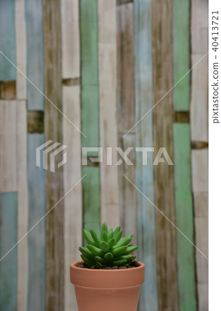 多汁植物 40413721