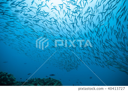 Flock of fish in ocean 40413727