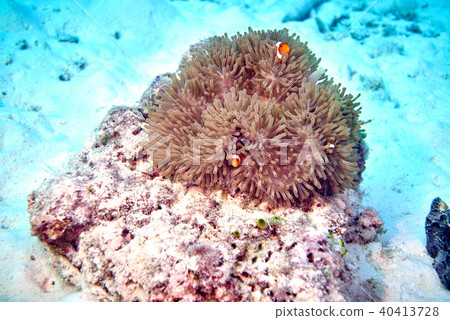 false clown anemonefish false clown anemonefish 40413728