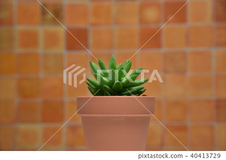 Succulent plants Succulent plants 40413729