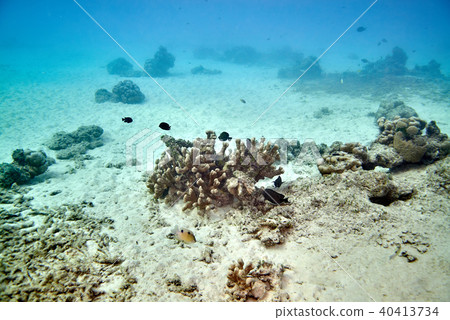 Coral reef Coral reef 40413734