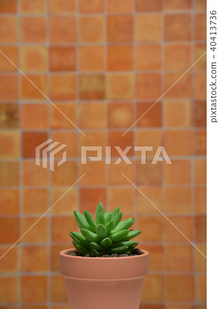 Succulent plants Succulent plants 40413736