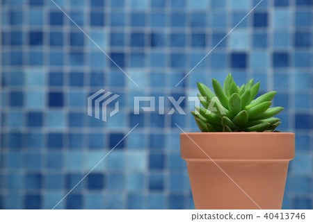 Succulent plants Succulent plants 40413746
